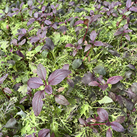 gyo greens red mix microgreens