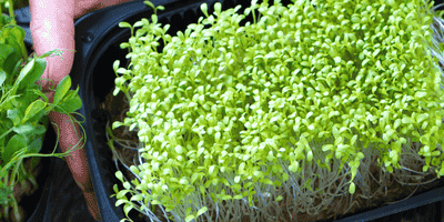 The Health Benefits of Microgreens: Why These Tiny Greens Pack a Nutritional Punch