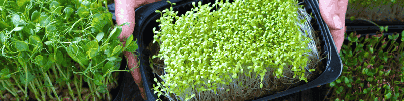 gyo greens microgreens