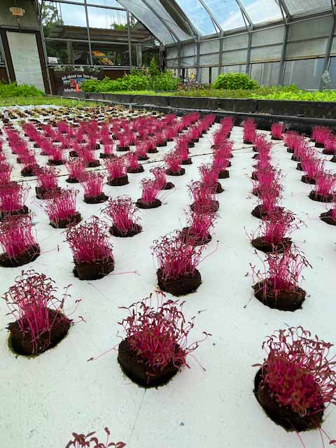 Gyo Green microgreens