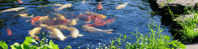 koi for sale